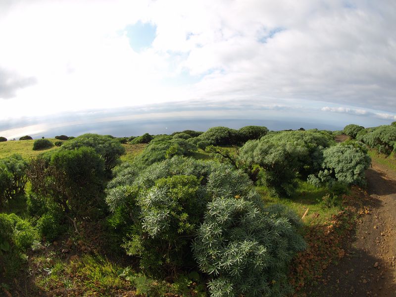 Sabinosa Wacholderwald von El Sabinar windgeformte WachholderbumeSabinosa Wacholderwald von El Sabinar