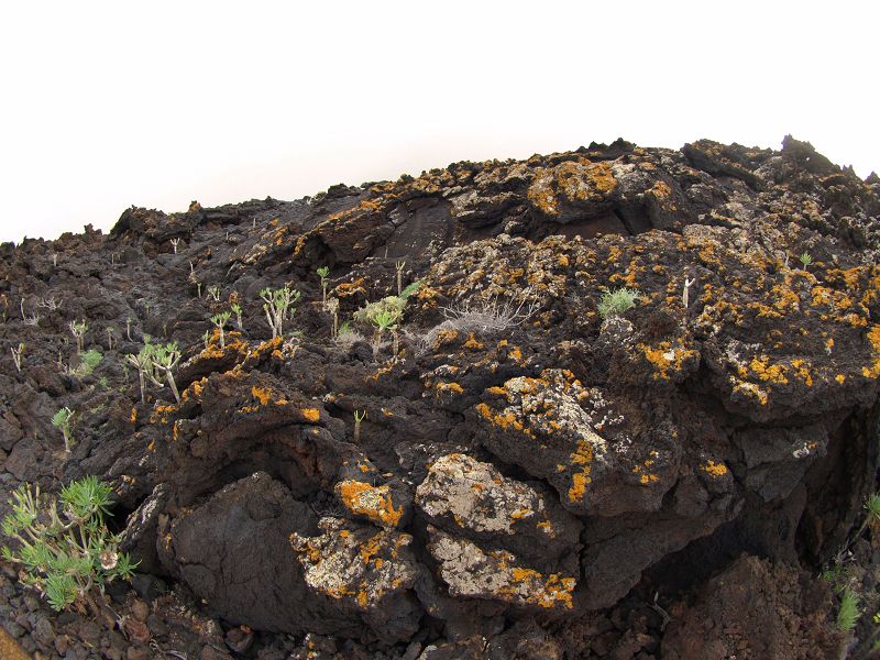 La Maceta  Wanderung am Meer auf Superweg Holzlatten auf Lava von La Maceta nach Las Puntas