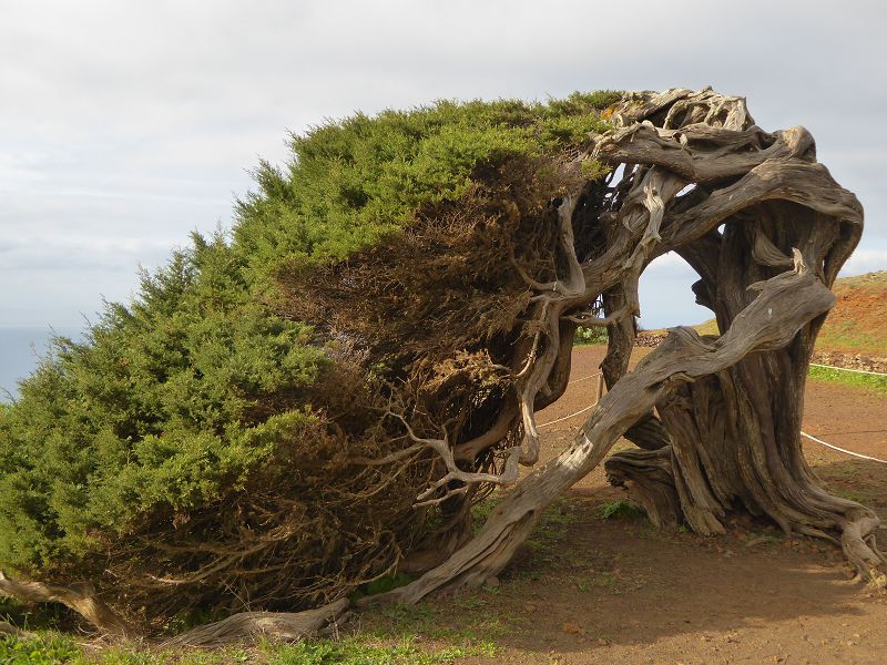 Sabinosa Wacholderwald von El Sabinar windgeformte Wachholderbume