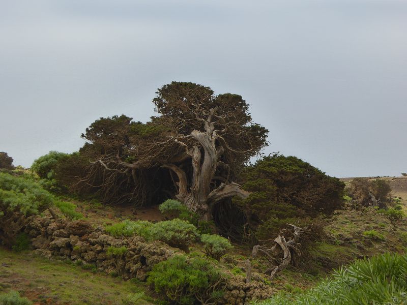 Sabinosa Wacholderwald von El Sabinar windgeformte Wachholderbume