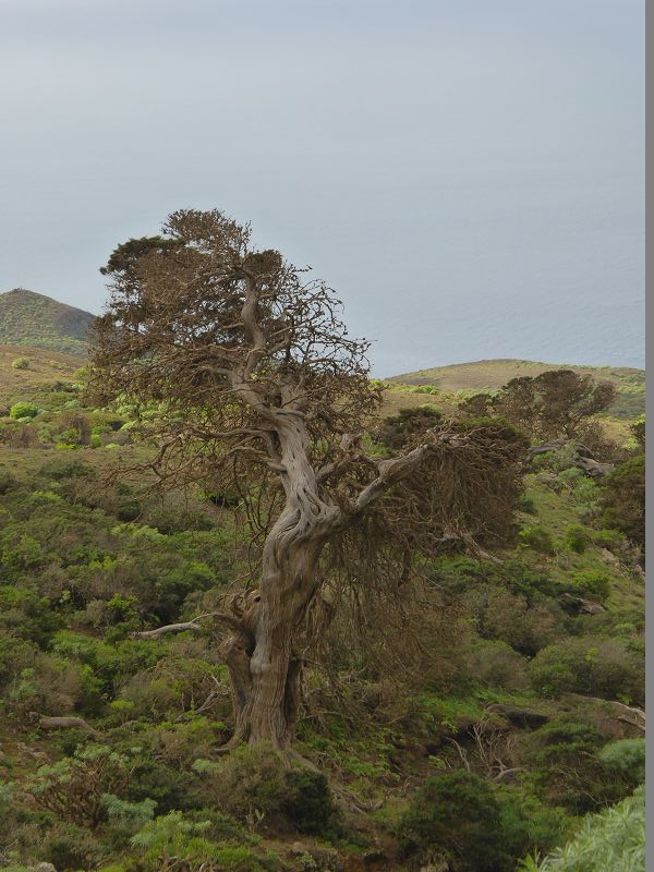 Sabinosa Wacholderwald von El Sabinar windgeformte Wachholderbume