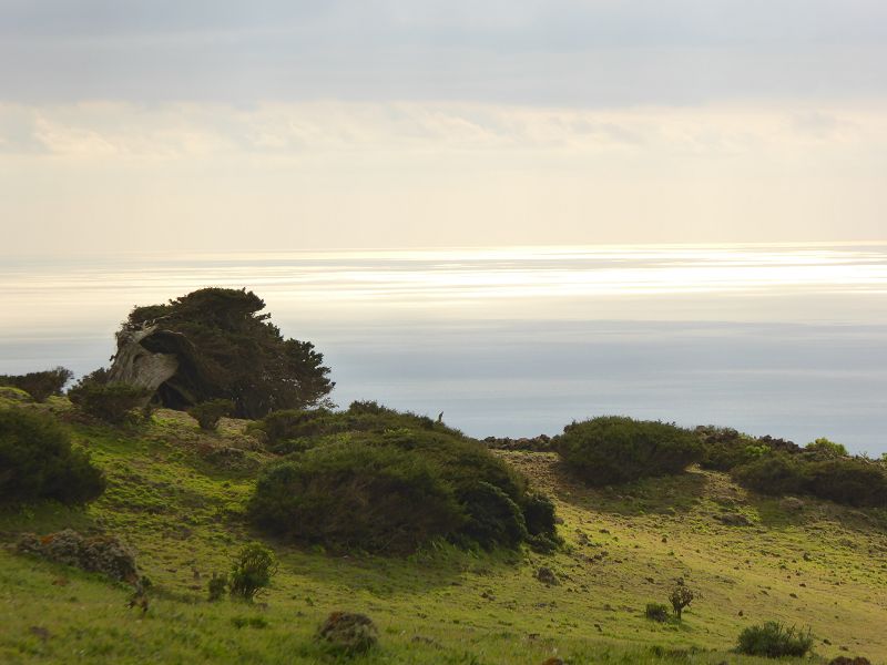 Sabinosa Wacholderwald von El Sabinar windgeformte Wachholderbume