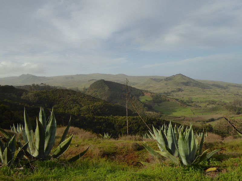 GAROE  ist der heilige Baum Arbol Santo auf El Hierro San Adres Valverde Stinklorberbaum 