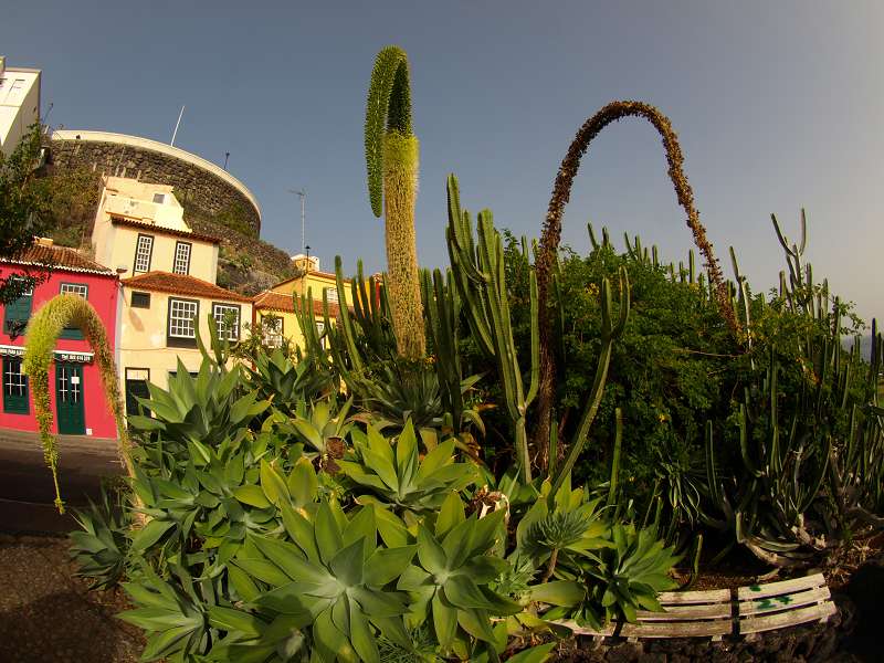 La Palma Santa Cruz de la Palma Feuerschwanztajinaste Tajinaste