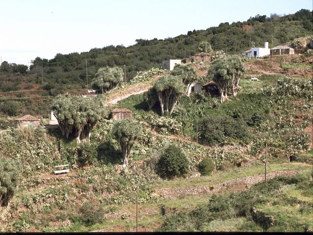    La Palma  Drachenbume El Pinar 