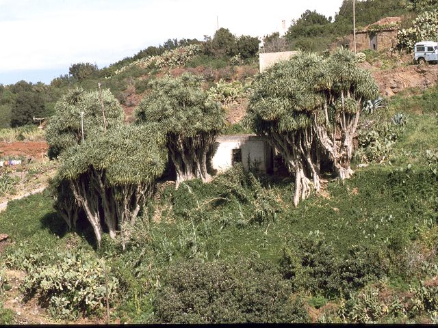 La Palma  Drachenbume El Pinar 