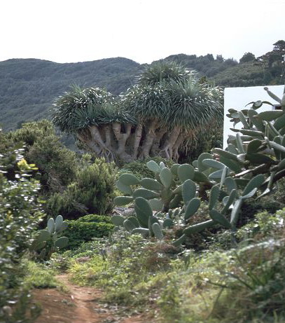 La Palma  Drachenbume El Pinar 