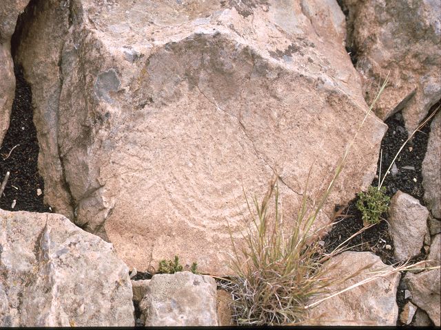 La Palma Lacerta Gigantes 