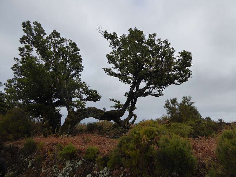    Madeira  Lorbeerwlder Laurasilva Lorbeerwald  Madeira   Cabo  Madeira  Lorbeerwlder Laurasilva Lorbeerwald 