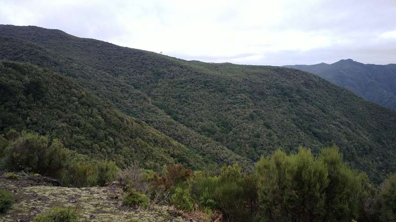 Madeira   Cabo  Madeira  Lorbeerwlder Laurasilva Lorbeerwald  Forsthaus 