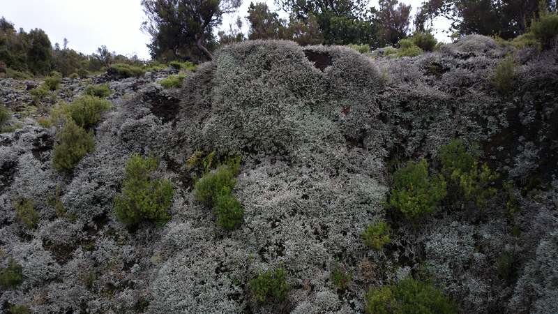 Madeira   Cabo  Madeira  Lorbeerwlder Laurasilva Lorbeerwald  Forsthaus 