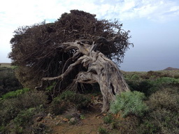 Sabinosa Wacholderwald von El Sabinar windgeformte Wachholderbume