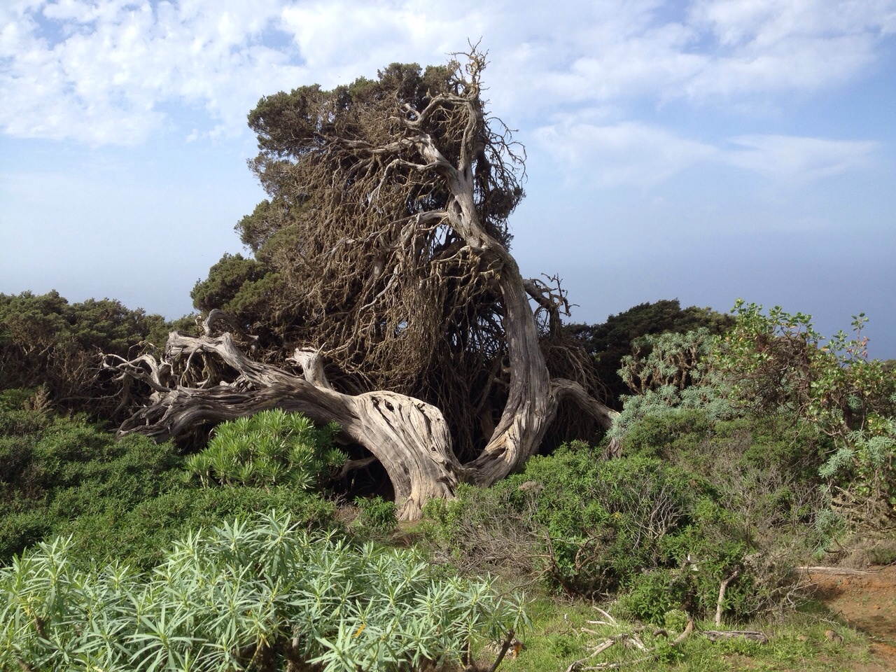 wachholderbaum El Hierro