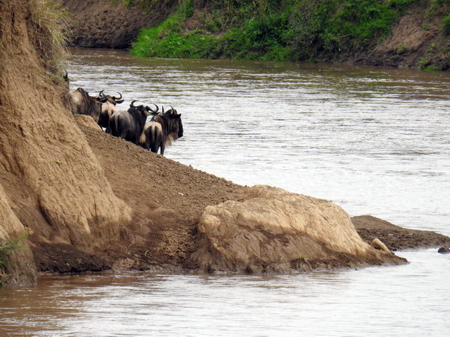 Crossing mara 2017