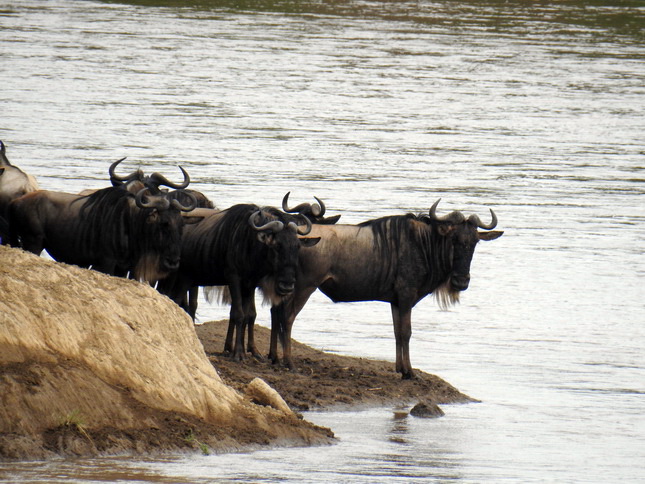 Crossing mara 2017