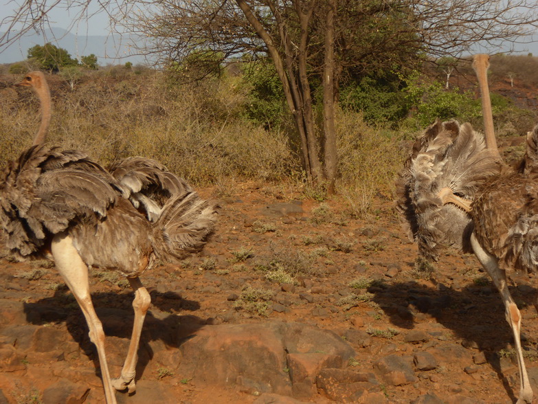    Kenia   Fahrt   Bogoria nach Samburu  Kenia   Fahrt   Bogoria nach Samburu 