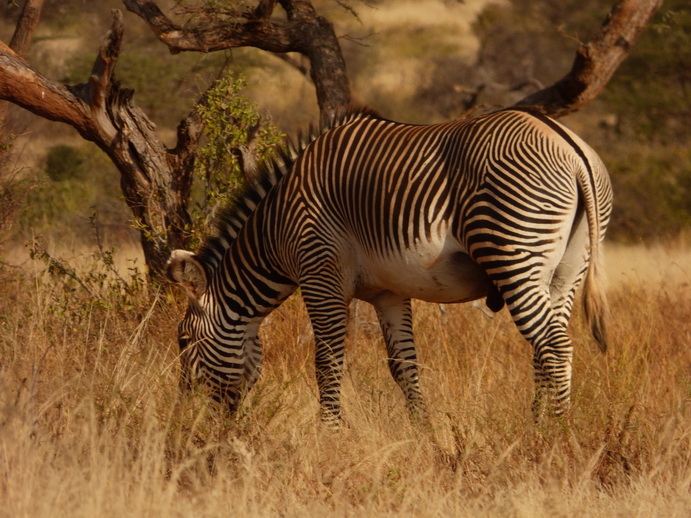 Samburu Nationalpark Grevy Zebra