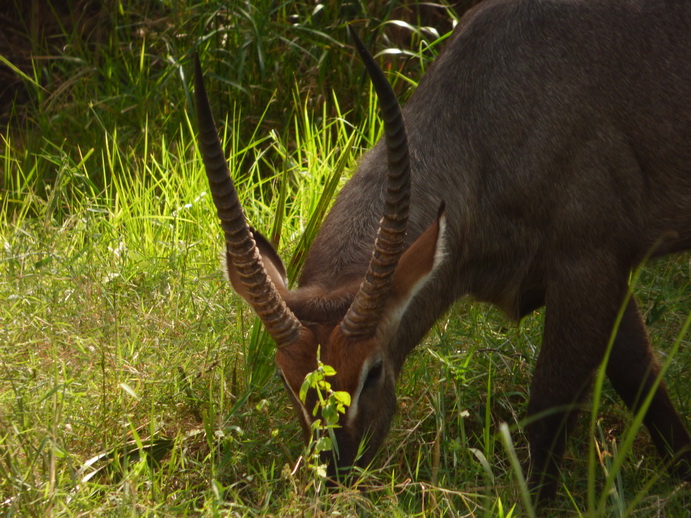 Samburu Nationalpark Waterbock