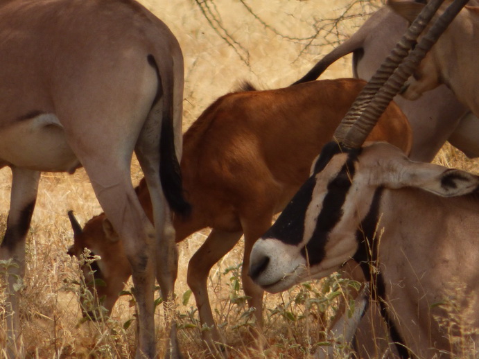 Oryx Oryxfamily