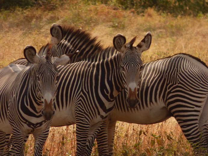 Grevy Zebra