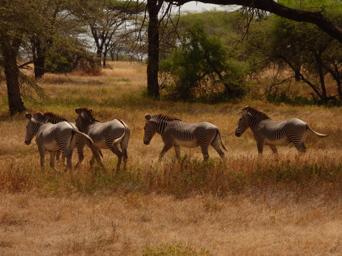 Grevy Zebra