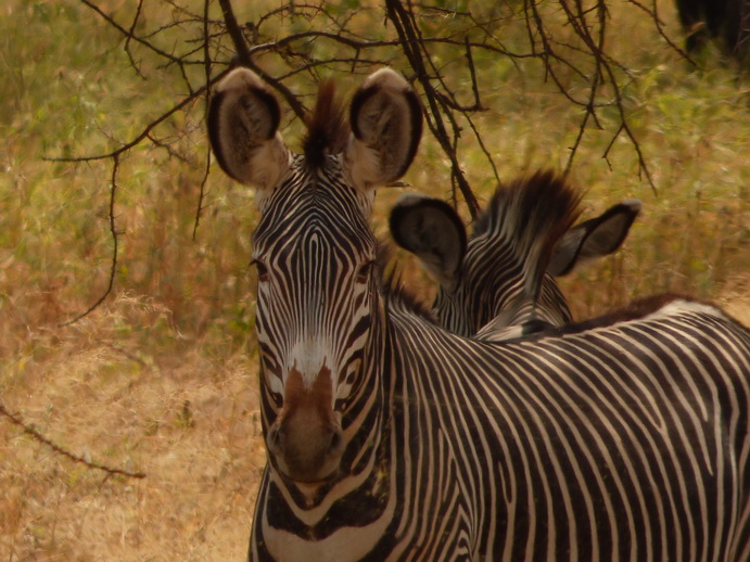 Grevy Zebra