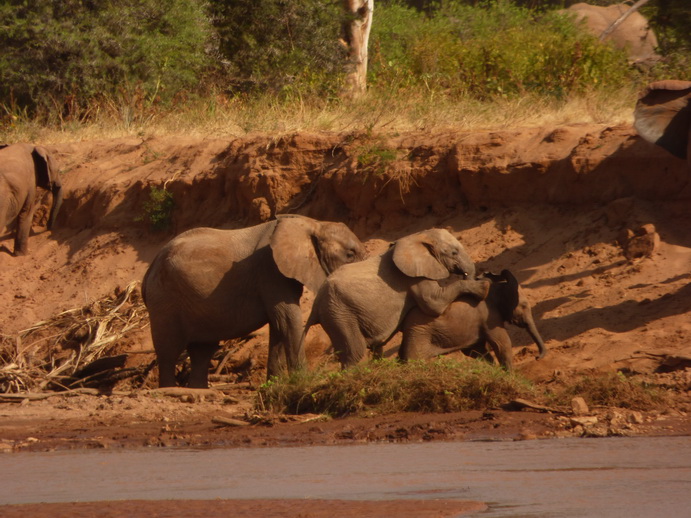 Samburu Nationalpark  Tembo joking Samburu Nationalpark Samburu Nationalpark Tembo sliding