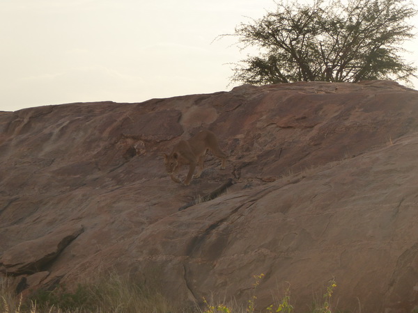 Samburu Nationalpark Samburu Nationalpark Simba Lioness