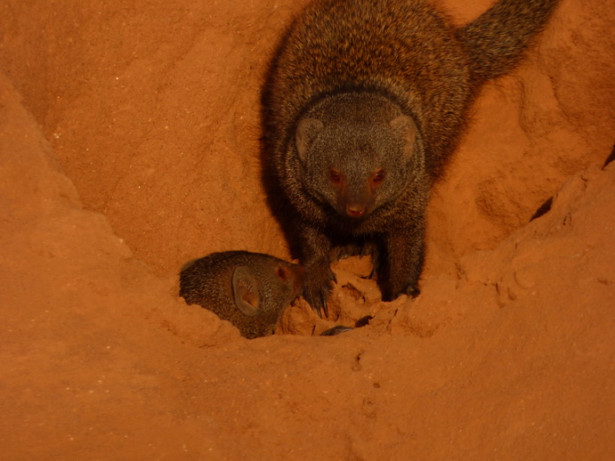   Samburu Nationalpark Manguste MongooseSamburu Nationalpark Samburu Nationalpark Manguste Mongoose