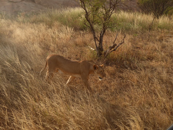 Samburu Nationalpark Simba starting to hunt