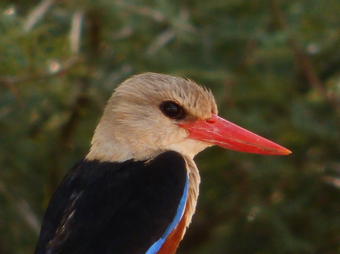   Samburu Nationalpark Braun liest KingfisherSamburu Nationalpark Samburu Nationalpark Braun liest Kingfisher