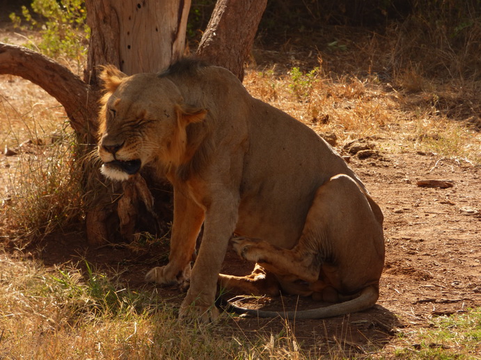 simba Samburu Nationalpark simba twinkering