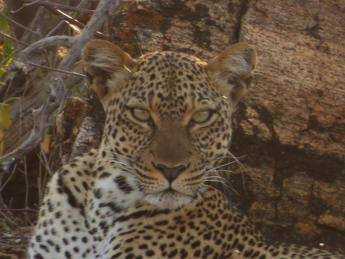 Samburu Nationalpark Chui Leopard Lepard