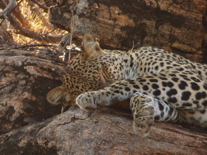 Samburu Nationalpark Chui Leopard Lepard