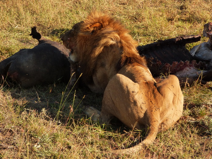 Sweetwaters  Kenia  National Park Hotel Sweetwaters Serena Camp, Mount Kenya National Park simbaSweetwaters  Kenia  National Park Hotel Sweetwaters Serena Camp, Mount Kenya National Park simba eating poached Rhino  