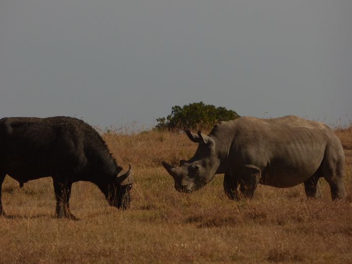 Sweetwaters  Kenia  National Park Hotel Sweetwaters Serena Camp, Mount Kenya National Park:nyati -Kifaru Sweetwaters  Kenia  National Park Hotel Sweetwaters Serena Camp, Mount Kenya National Park:nyati -Kifaru:   