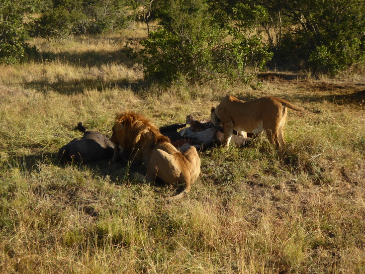 Sweetwaters  Kenia  National Park Hotel Sweetwaters Serena Camp, Mount Kenya National Park simba eating poached Rhino