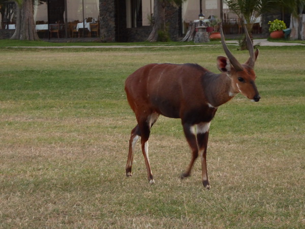 reedbock