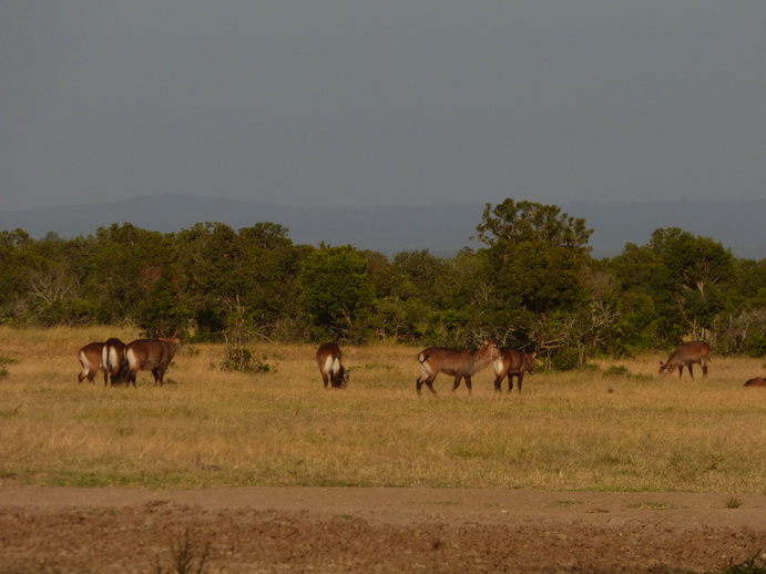 Sweetwaters  Kenia  National Park Hotel Sweetwaters Serena Camp, Mount Kenya + Waterbock 