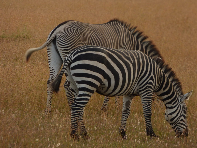 Sweetwaters  Kenia  National Park Hotel Sweetwaters Serena Camp, Mount Kenya National Park: 2 type punda millia