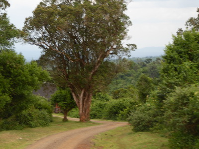 The Ark   Aberdare National Park