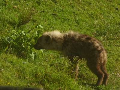 berdare National ParkThe Ark Hyäne Hyena Fisi