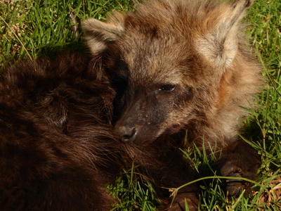 berdare National ParkThe Ark Hyäne Hyena Fisi