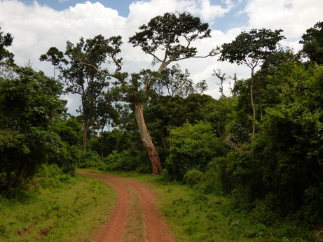   The Ark  in Kenia Aberdare National ParkThe Ark  in Kenia Aberdare National Park