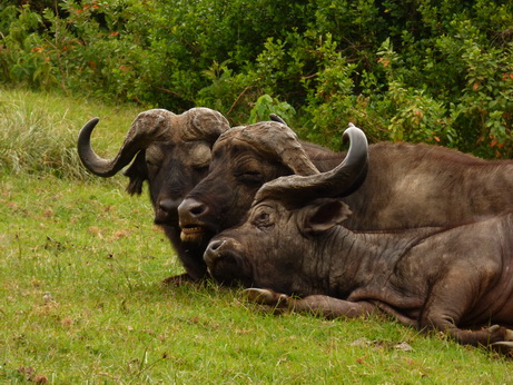 The Ark  in Kenia Aberdare National Park Buffalobrothers in arms