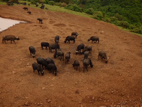 The Ark  in Kenia Aberdare National Park Buffalobrothers in arms