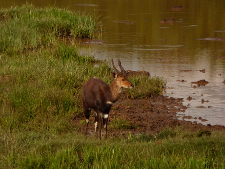 The Ark  in Kenia Aberdare National Park Bushbock male