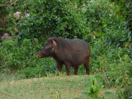 The Ark  in Kenia Aberdare National Park  BushpigsThe Ark  in Kenia Aberdare National Park  Bushpigs