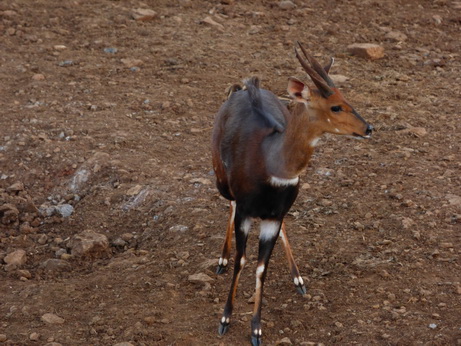 Bushbock 