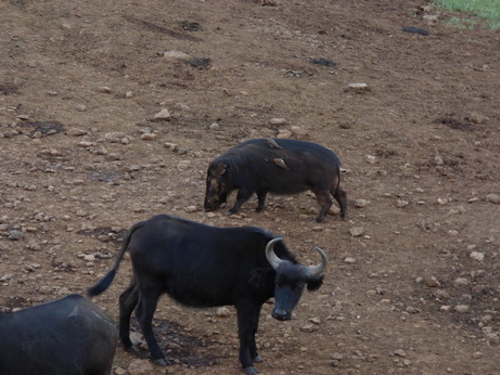 The Ark  in Kenia Aberdare National Park  BushpigsThe Ark  in Kenia Aberdare National Park  Bushpigs